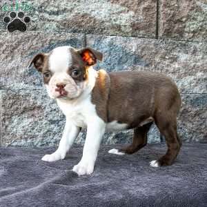 Kellie, Boston Terrier Puppy
